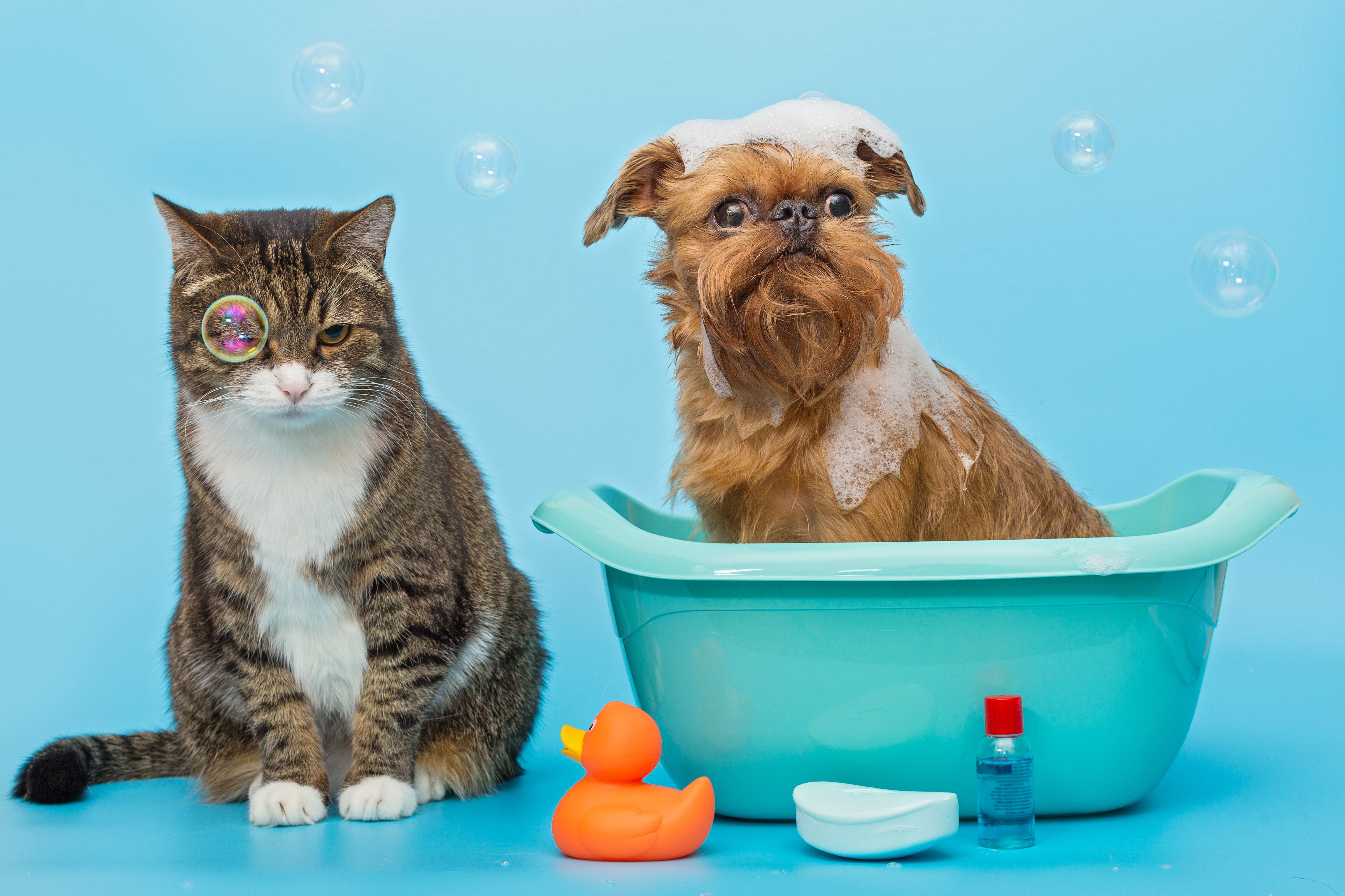Testes Rápidos para cães e gatos em Uberlândia - MG
