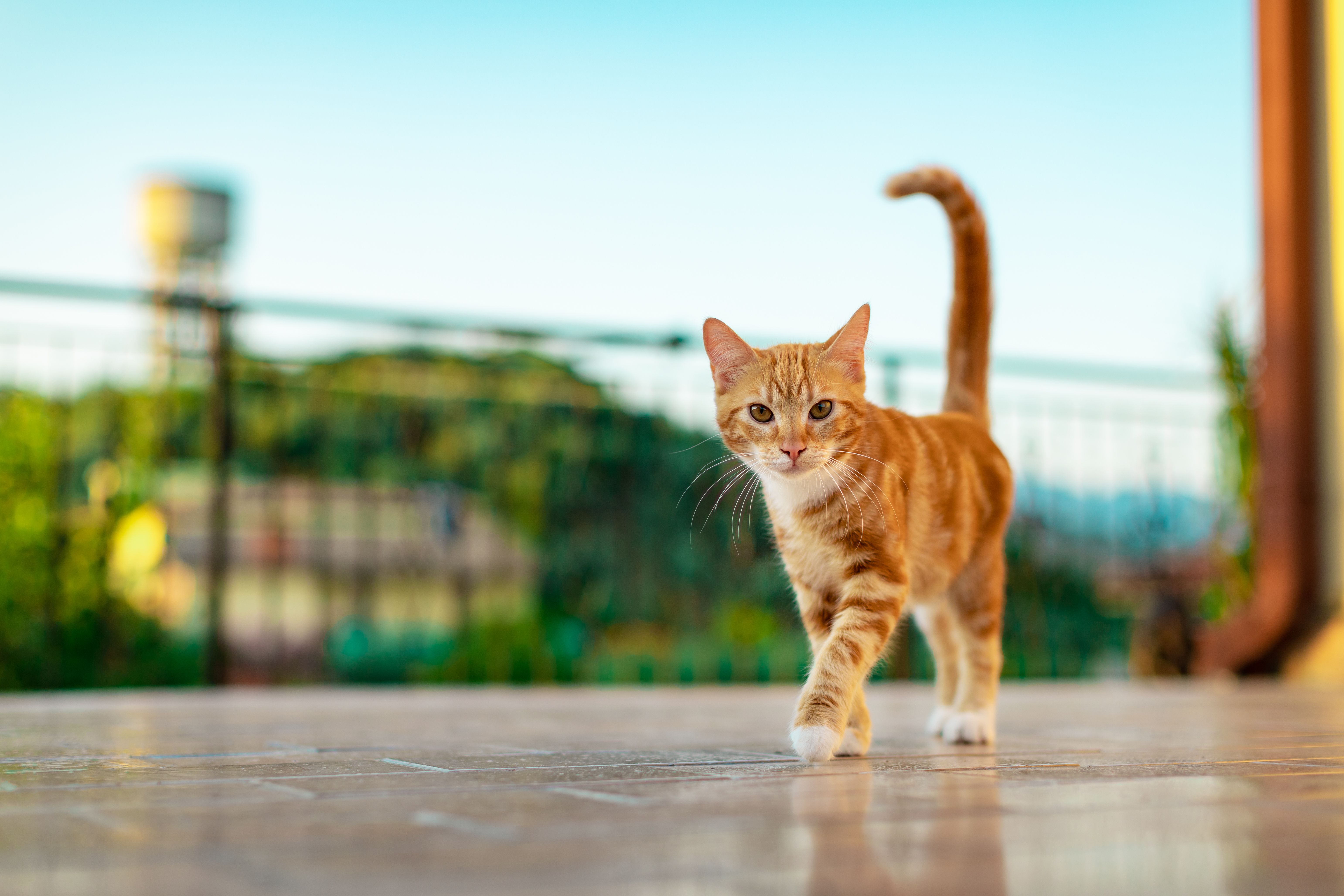 Microchipagem no Centro Veterinário Sirlei Manzan - Uberlândia